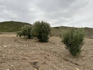 Cultivos de olivas