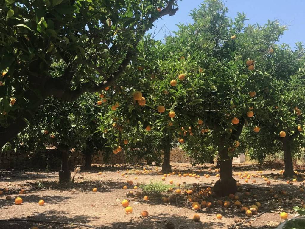 Orange grove