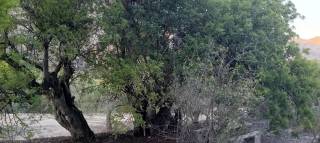 Agricultural land for sale