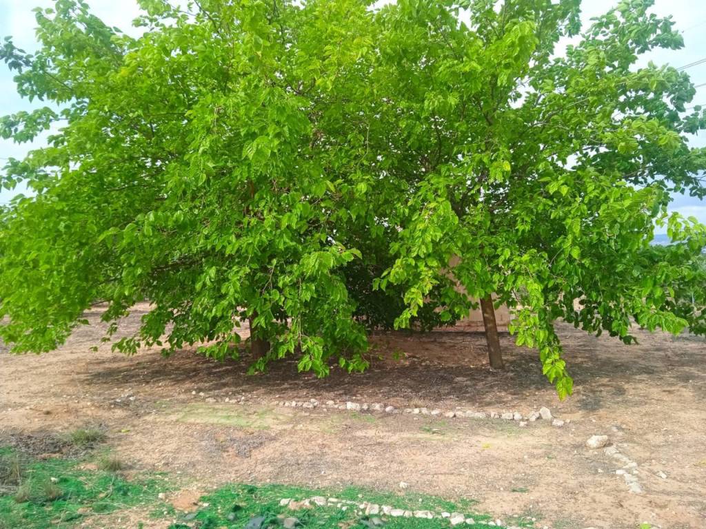 Jardín