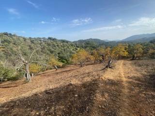 Vistas