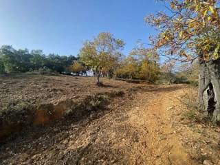 Vistas