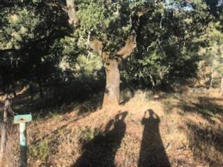 Jardín