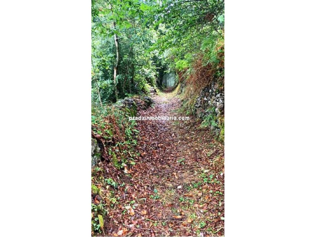 Jardín