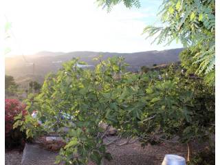 Vistas