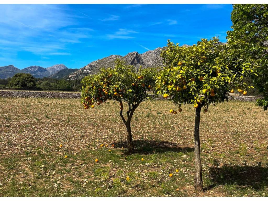 Jardín