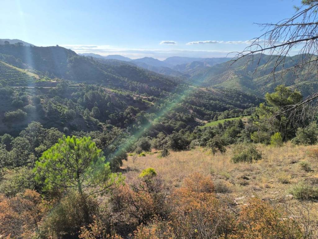Vistas