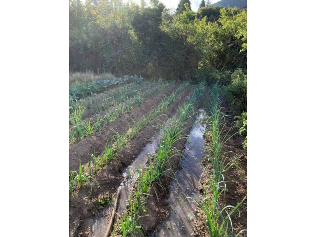 Jardín