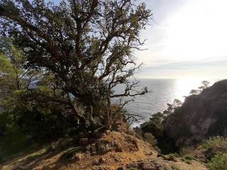 Vistas