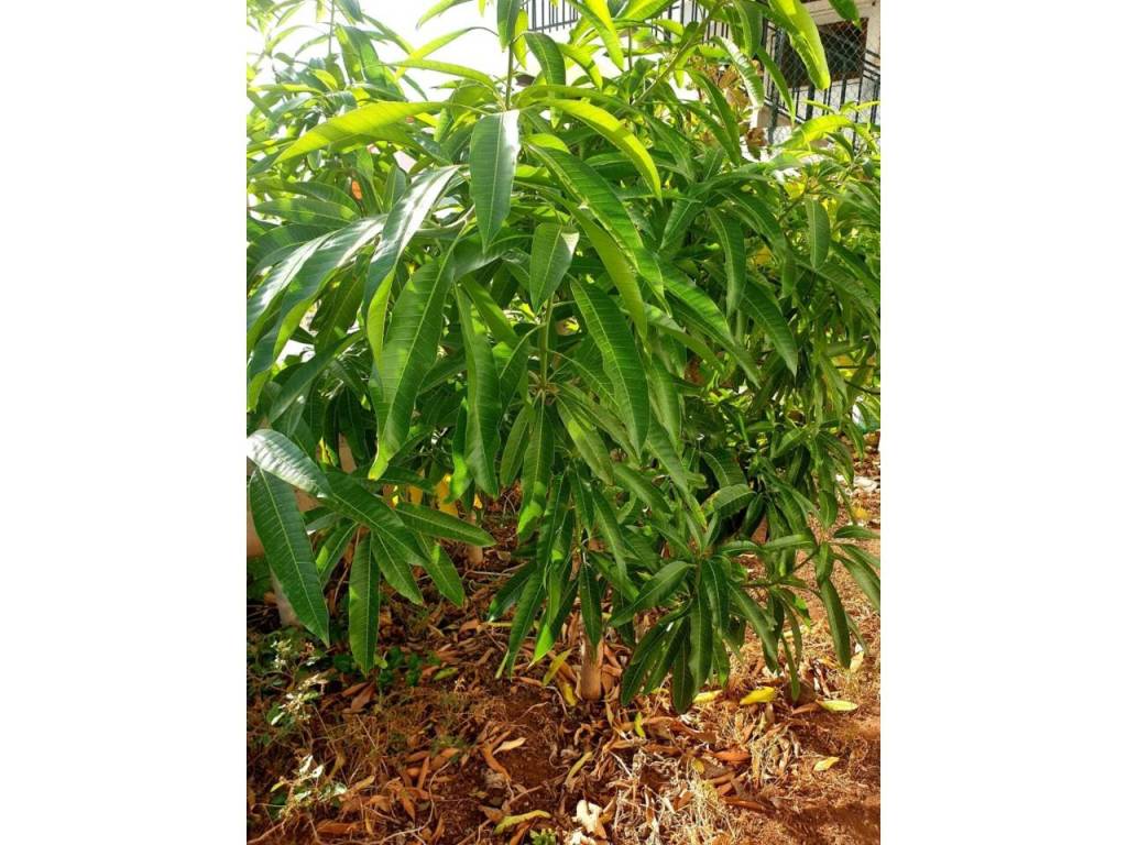 Jardín