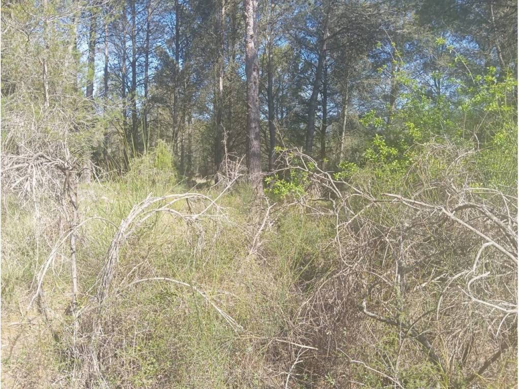 Jardín