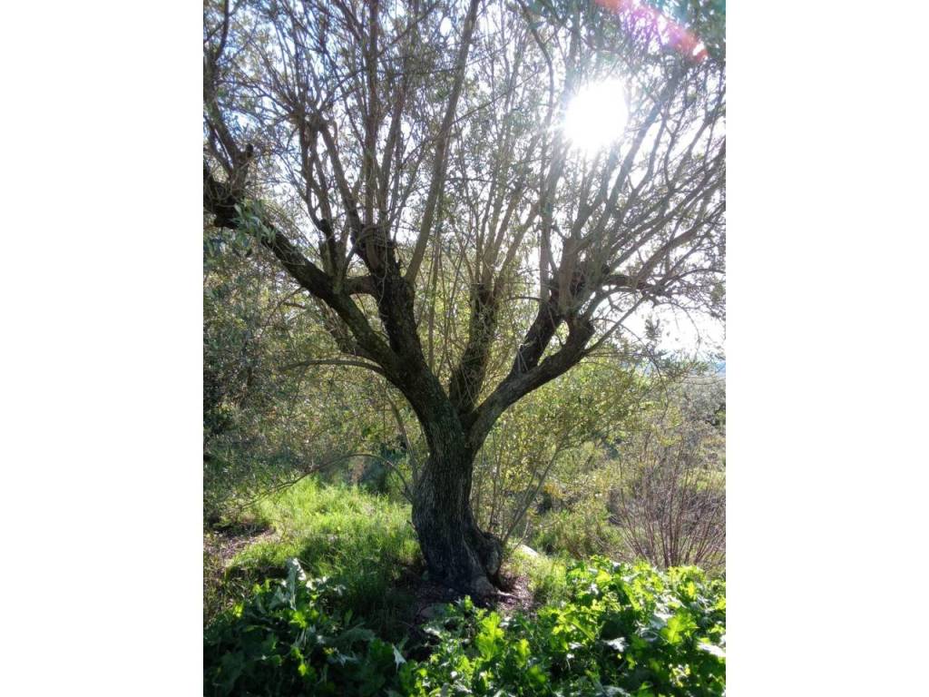 Jardín