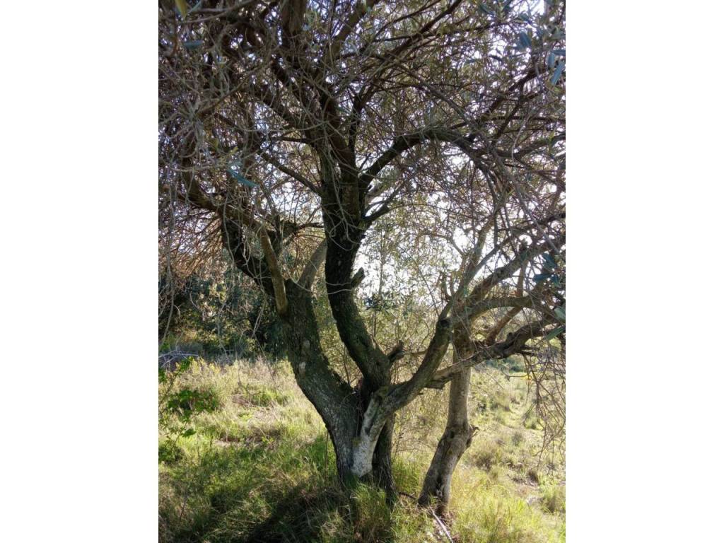 Jardín