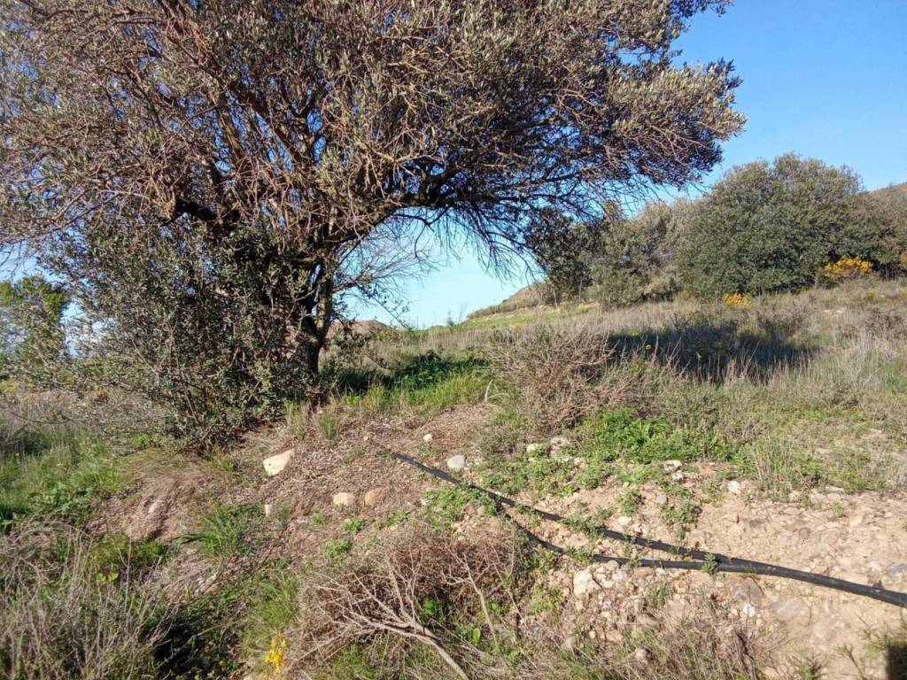 Jardín