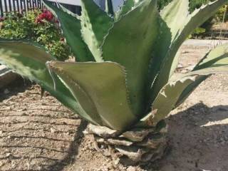 Jardín