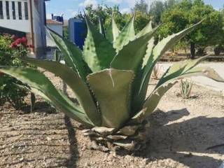 Jardín