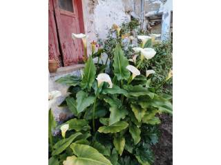 Jardín