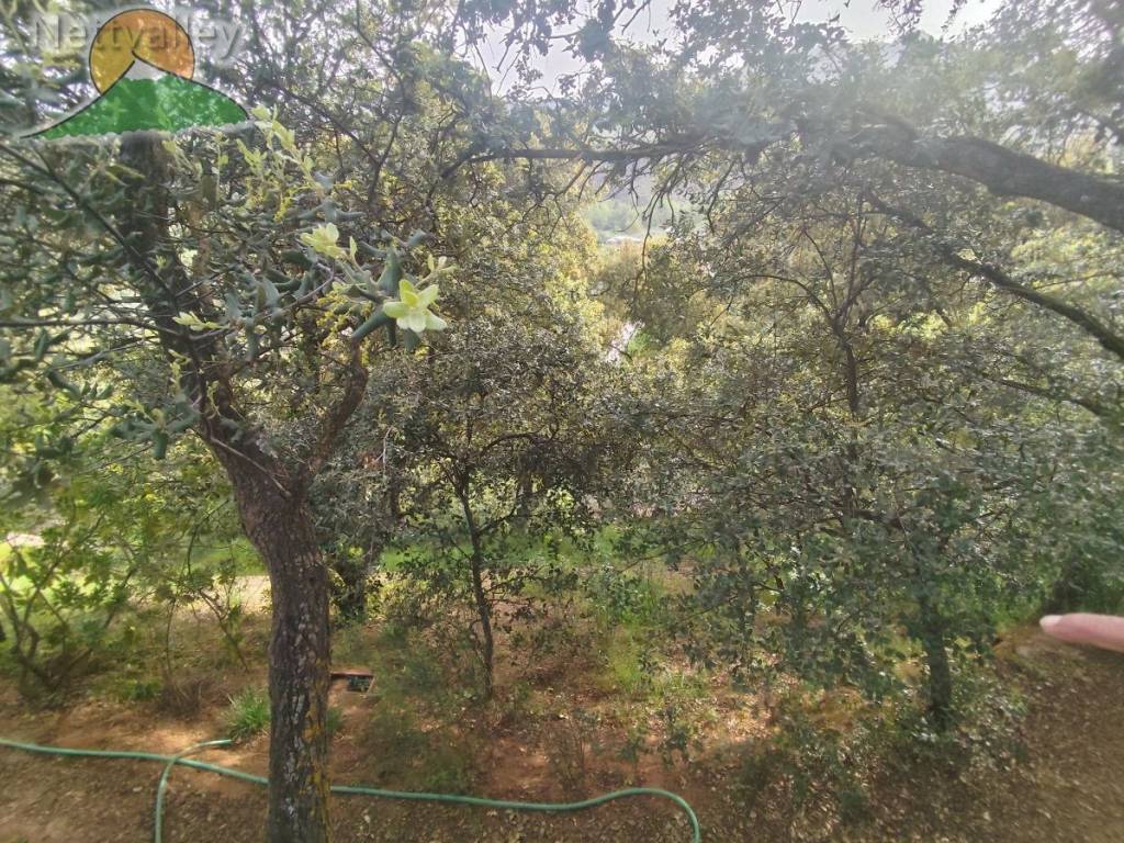 huerto