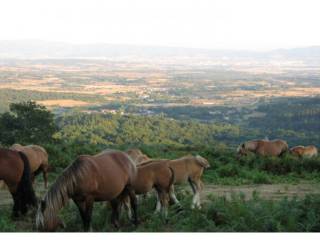Vistas