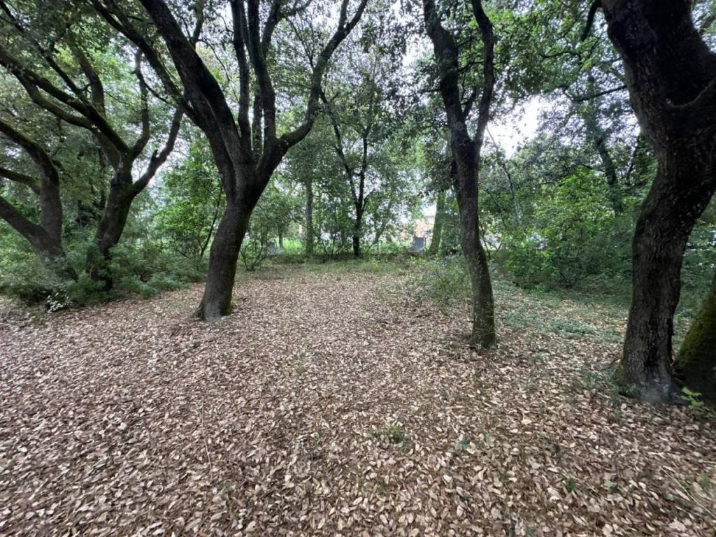 Jardín