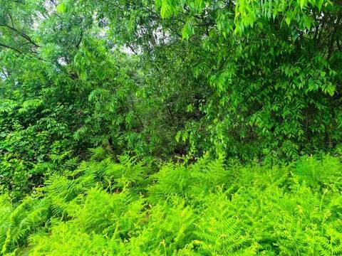 Jardín