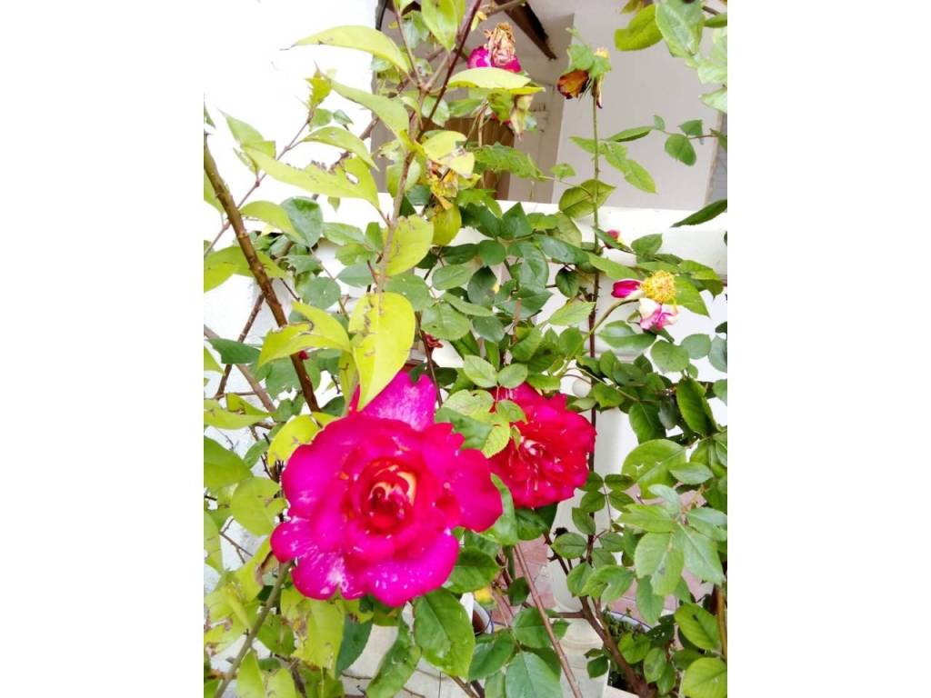 Jardín