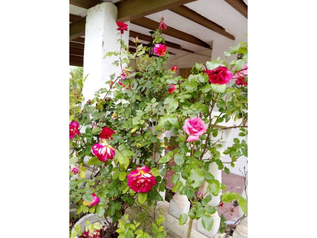 Jardín