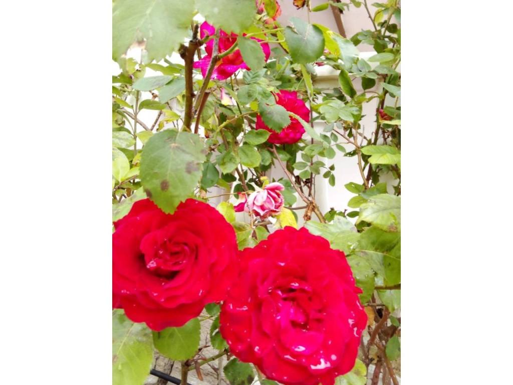 Jardín