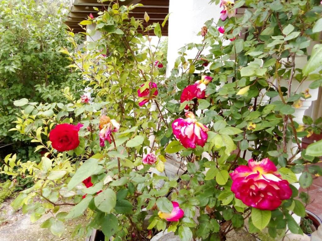 Jardín