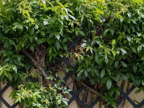 Jardín