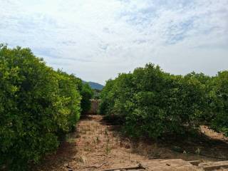 Vistas