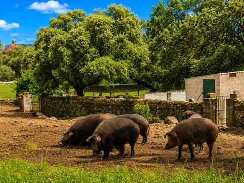 Jardín