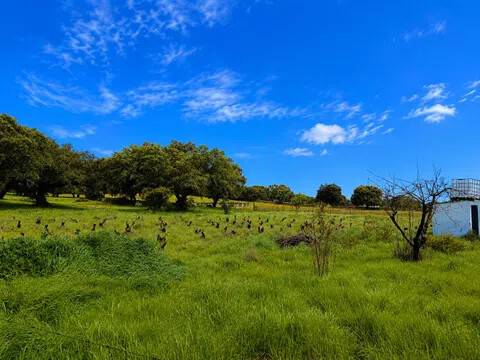 Jardín