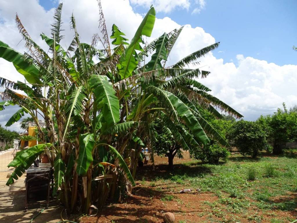 Jardín