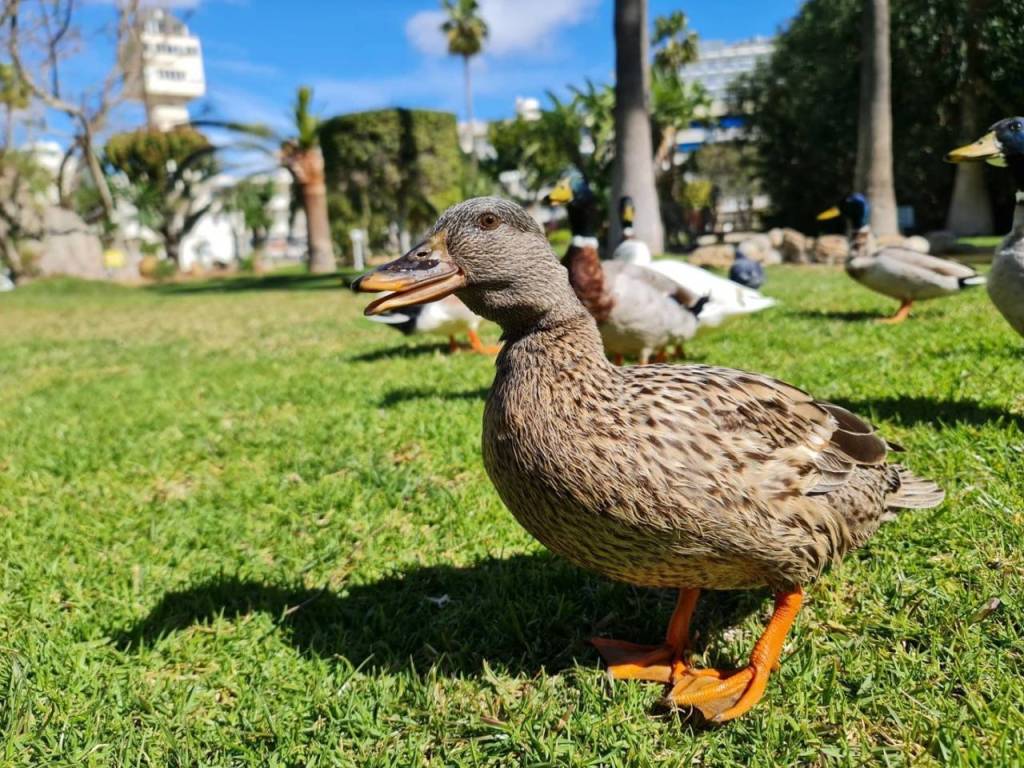 Jardín