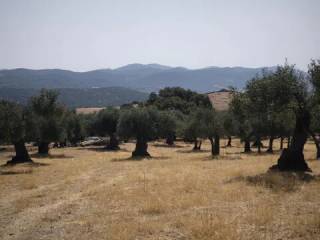 Vistas