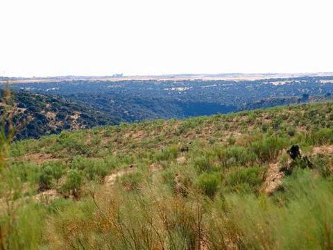 Vistas