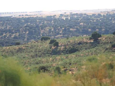 Vistas