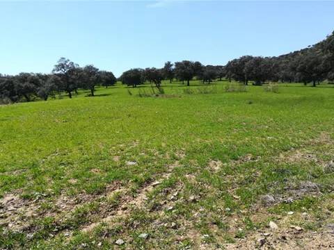 Jardín