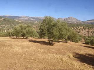 Vistas
