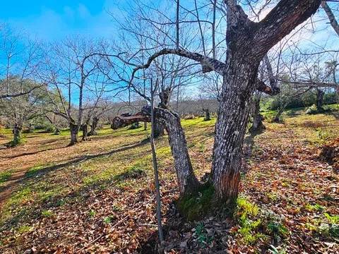 Terreno
