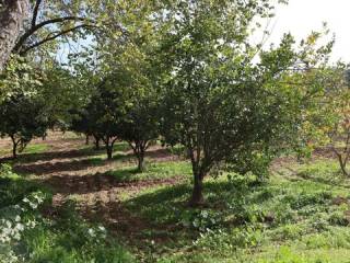 Jardín
