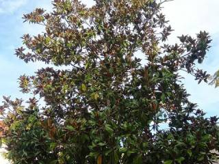 Jardín