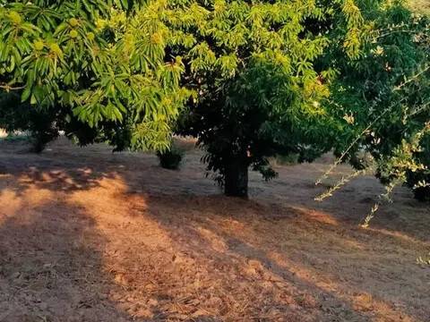 Jardín