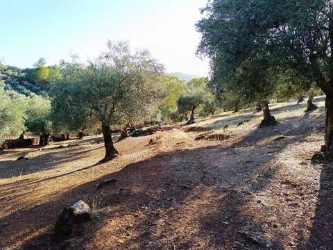 Jardín