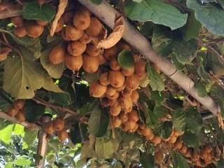 Jardín