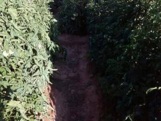 Jardín