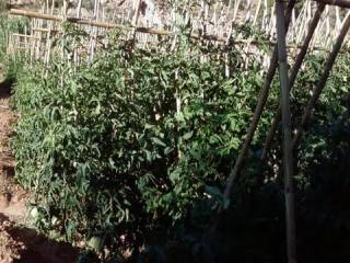 Jardín
