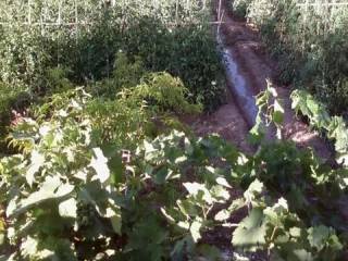Jardín