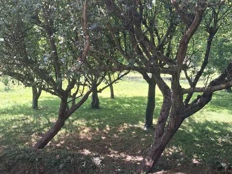 Jardín